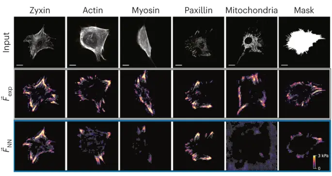 Revolutionizing Biomechanics: Discover the Power of Neural Networks