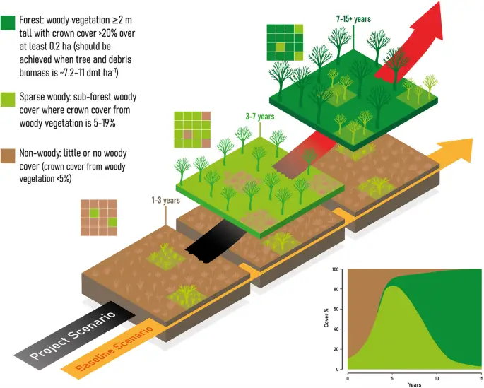 Magnifying the Hidden Truth: Unveiling the Limited Impact of Australian Forest Regeneration Projects on Carbon Removals and Vegetation Changes