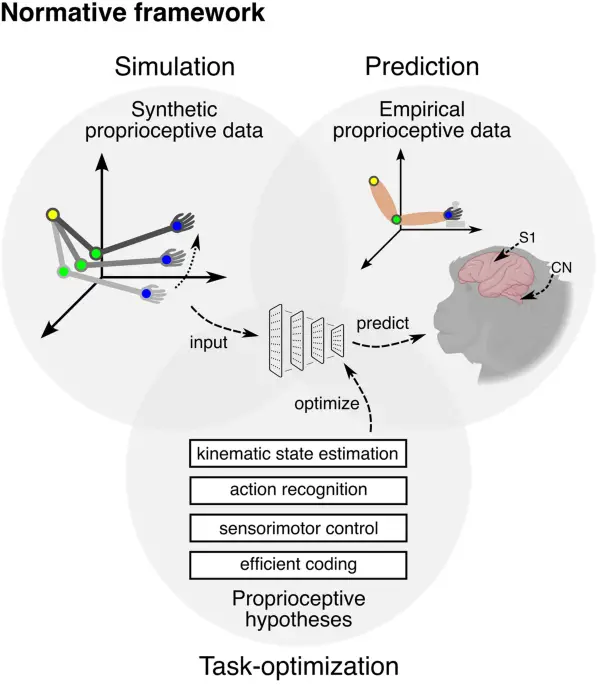 Unraveling the Wonders of Body Sense: How Artificial Intelligence Decodes the Proprioceptive Pathway