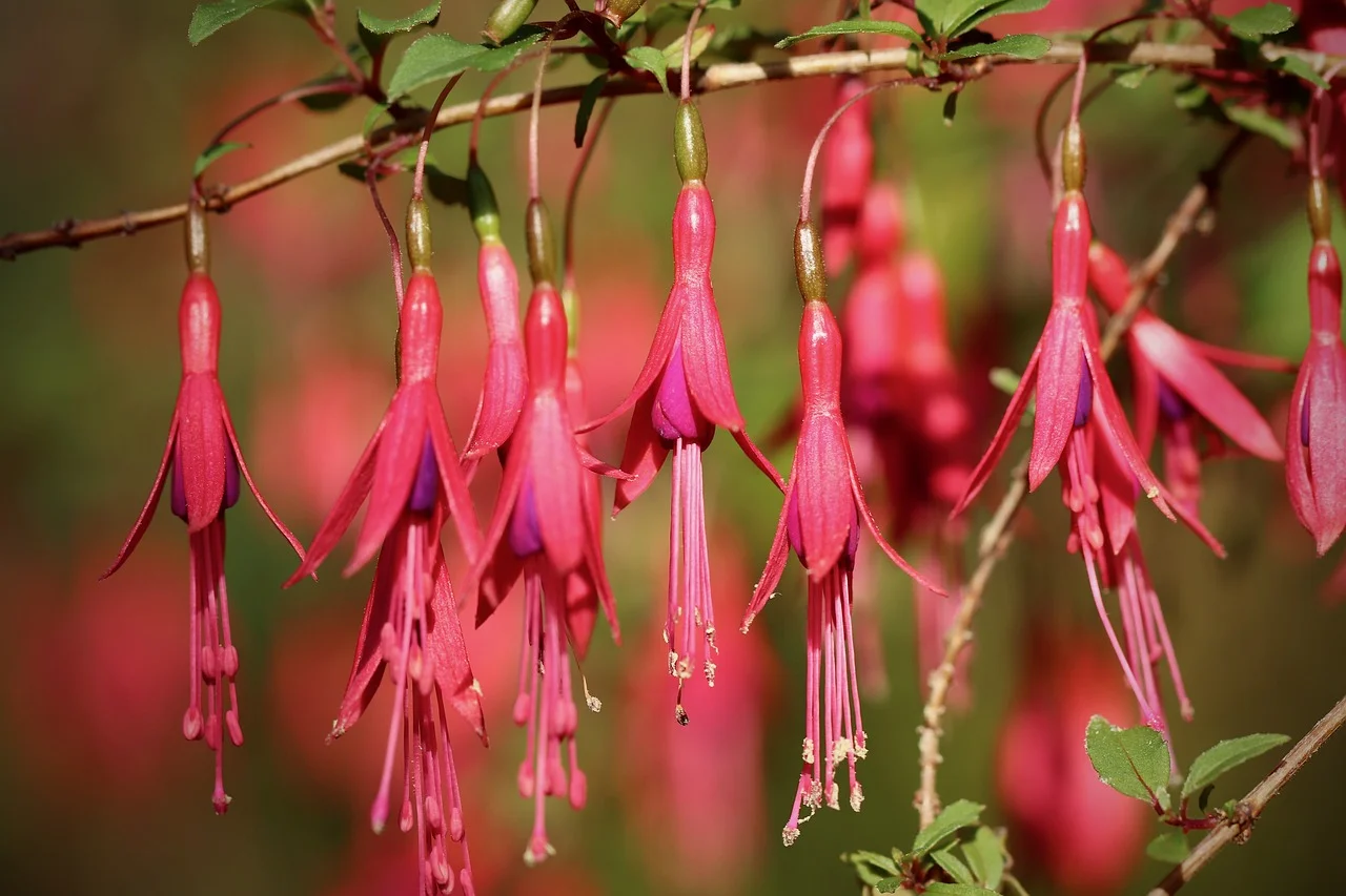 Unveiling Google’s Fuchsia OS: An Exciting Upgrade for Android Users!